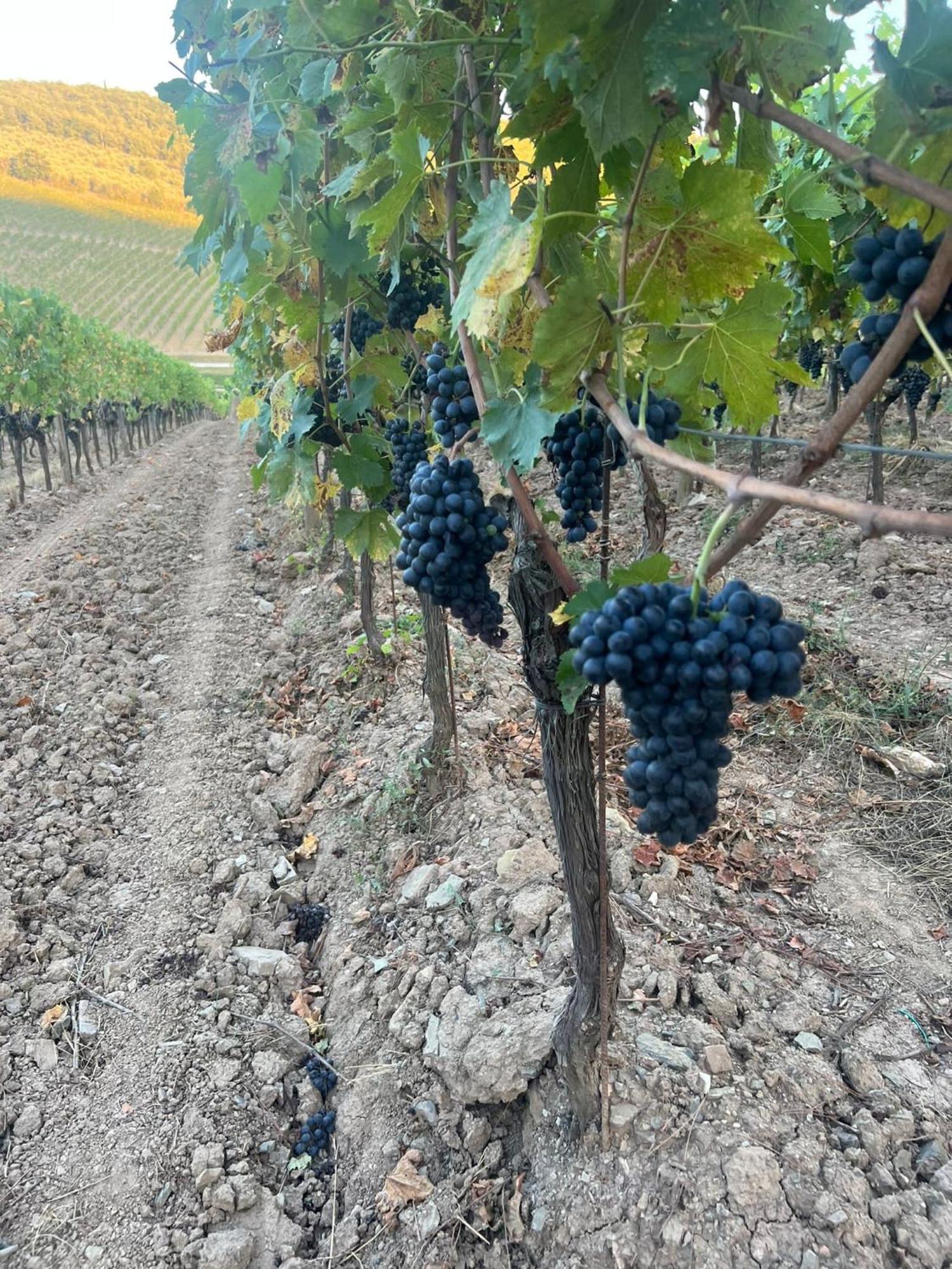 Locanda Podere Le Vigne Radda in Chianti Eksteriør bilde